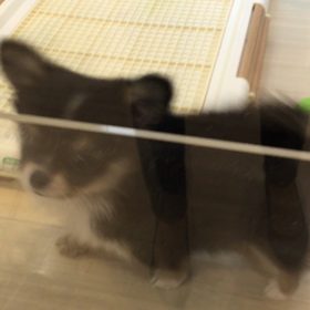 いつも可愛いワンニャンの画像