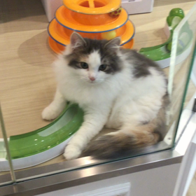 ニャンコさんたちの画像
