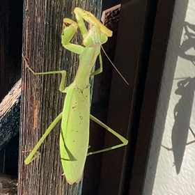 カマキリの画像