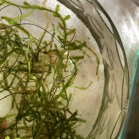 「植物の神秘生活」の画像