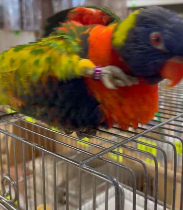 01.24  ゴシキセイガイインコの雛の記事動画