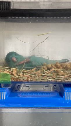 05.16 完売しました。 サザナミインコの雛(ブルー)の記事動画