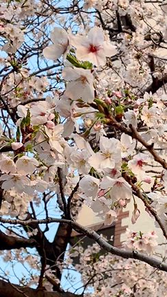 米麹に夢中の記事動画