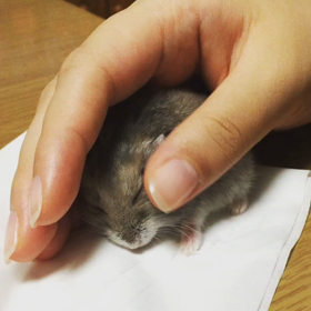 癒されますね〜の画像