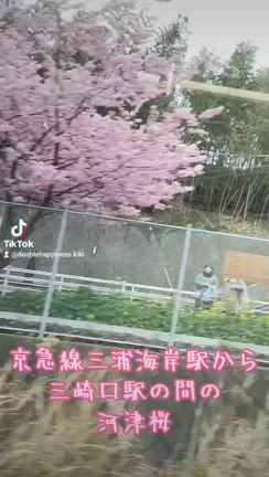 【三浦海岸の河津桜】これから見に行くならお勧めの日程♪の記事動画