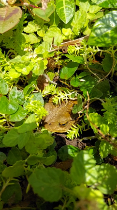 ケロ美の鳴き声可愛すぎ&7月からのライブスケジュールの記事動画