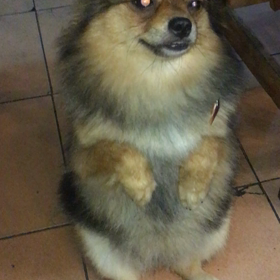 このワンちゃんに見覚えのある人は…この子の首飾りの画像