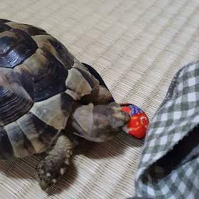 何でも食べようとするかめちゃん(′～`●)の画像