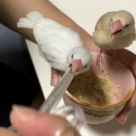 豆苗チャレンジの画像