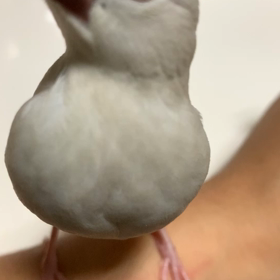 グループ化？の画像