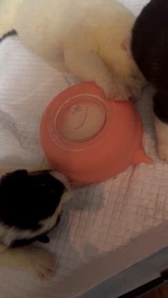 ホップがママになりましたの記事動画