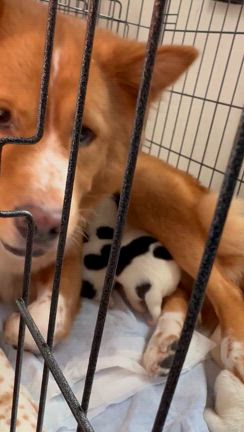 ホップがママになりましたの記事動画