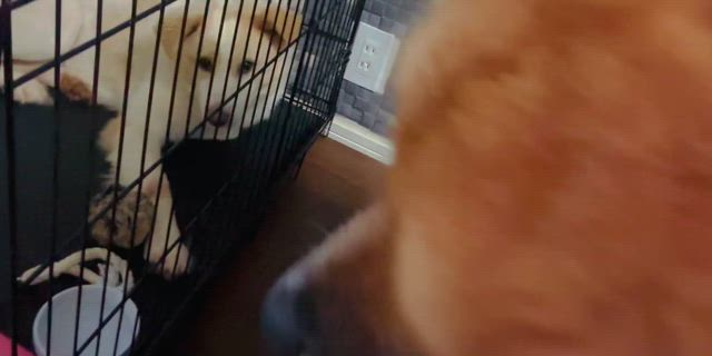 新メンバーダンテ君の記事動画
