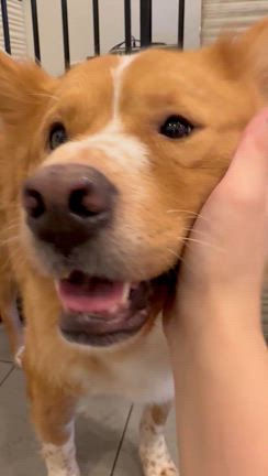 人の手を知ってるホップの記事動画