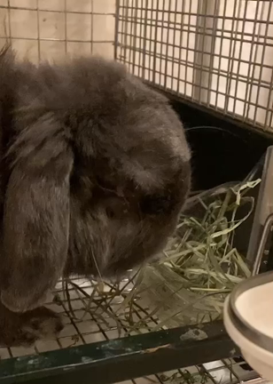 牧草を食べてくれた！の記事動画