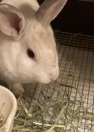 牧草を食べてくれた！の記事動画