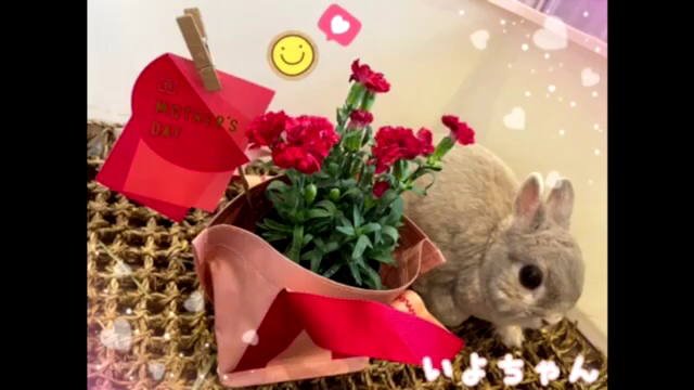 ♪母の日の感謝をこめて♪の記事動画
