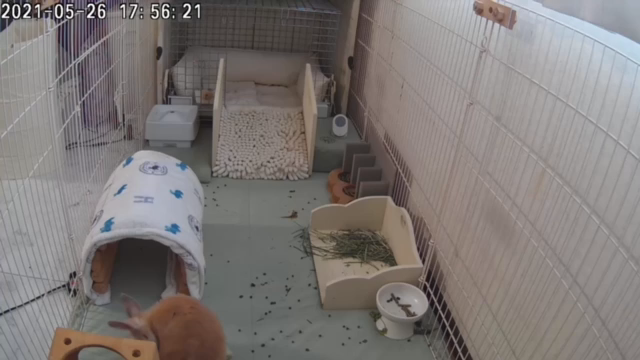 「所さん！大変ですよ」放送後記3　もこひさ君の記事動画