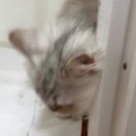 2024/08/27の画像