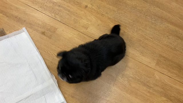ペキちゃんの記事動画