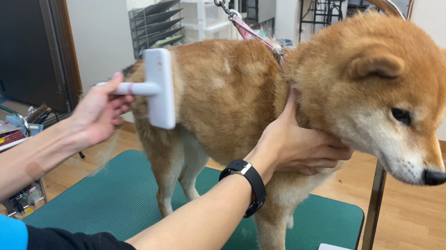 ぎん太くんの記事動画