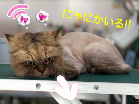 ♡にゃんこがさっぱりする季節♡の記事動画