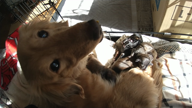ダックスの赤ちゃん生まれました。の記事動画