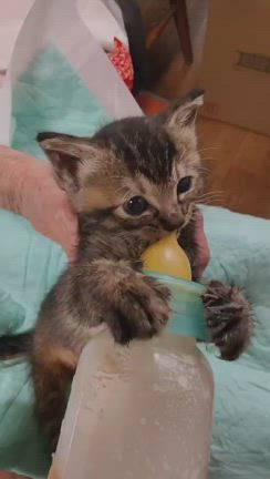 子猫ちゃんと育っています。の記事動画