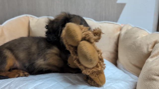 可愛いダックスの仔犬の記事動画