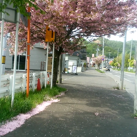 桜吹雪の画像