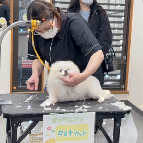 なんばペット美容学院の画像