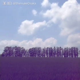 美瑛の丘の画像