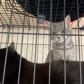 兄弟げんか！？　ビンタ対決（猫パンチ）の画像