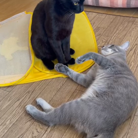 ＦIP再発　投薬終了後、2週間経ちました。の画像