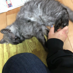 ネコの画像