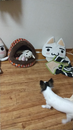 犬のぬいぐるみ、犬の写真に反応の記事動画