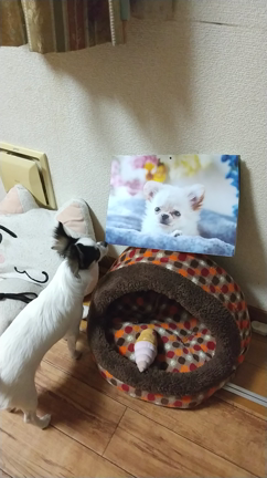 犬のぬいぐるみ、犬の写真に反応の記事動画