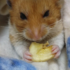 おやつ動画の画像