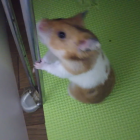 必死なぷうちゃんの画像