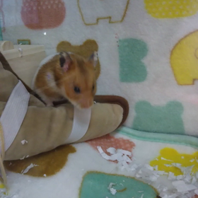 八つ当たり動画の画像