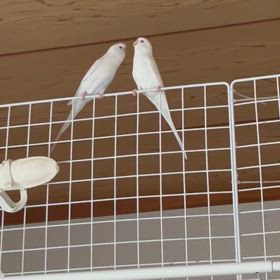 まるみるのぎこちない戯れの画像