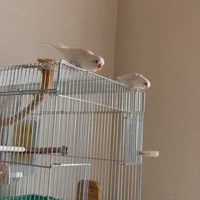 奴らは何を狙っている⁈の画像