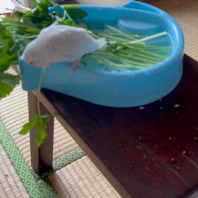 まるとみるの水浴びの画像