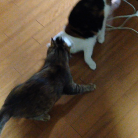 日課の画像