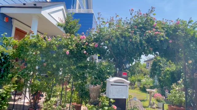 爆風の中の外灯掃除♪とスコール後の庭の立て直しと今日のバラの記事動画