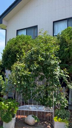 爆風の中の外灯掃除♪とスコール後の庭の立て直しと今日のバラの記事動画