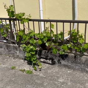 ミツバチさんの分蜂に選ばれたようですの画像