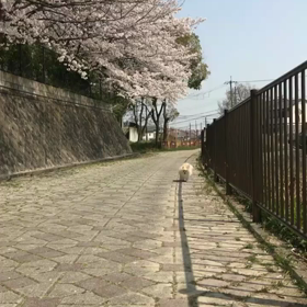 桜満開の画像