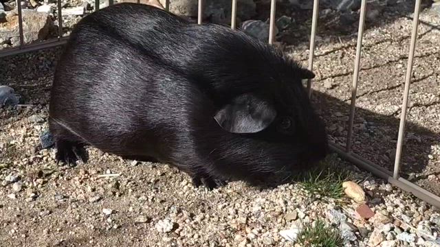 モルモットのプイちゃん 他画像＆動画の記事動画