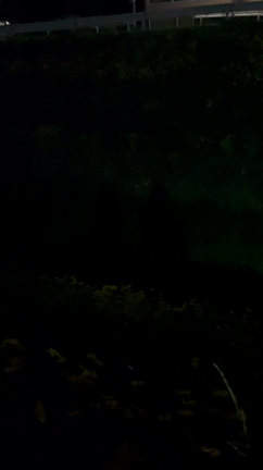 蛍♪の記事動画